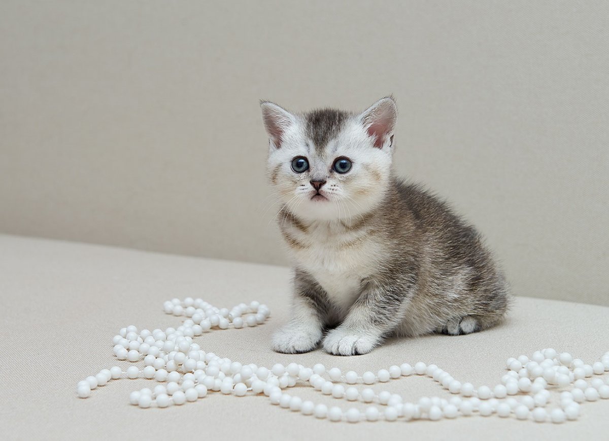 Золотая тикированная шиншилла ny25