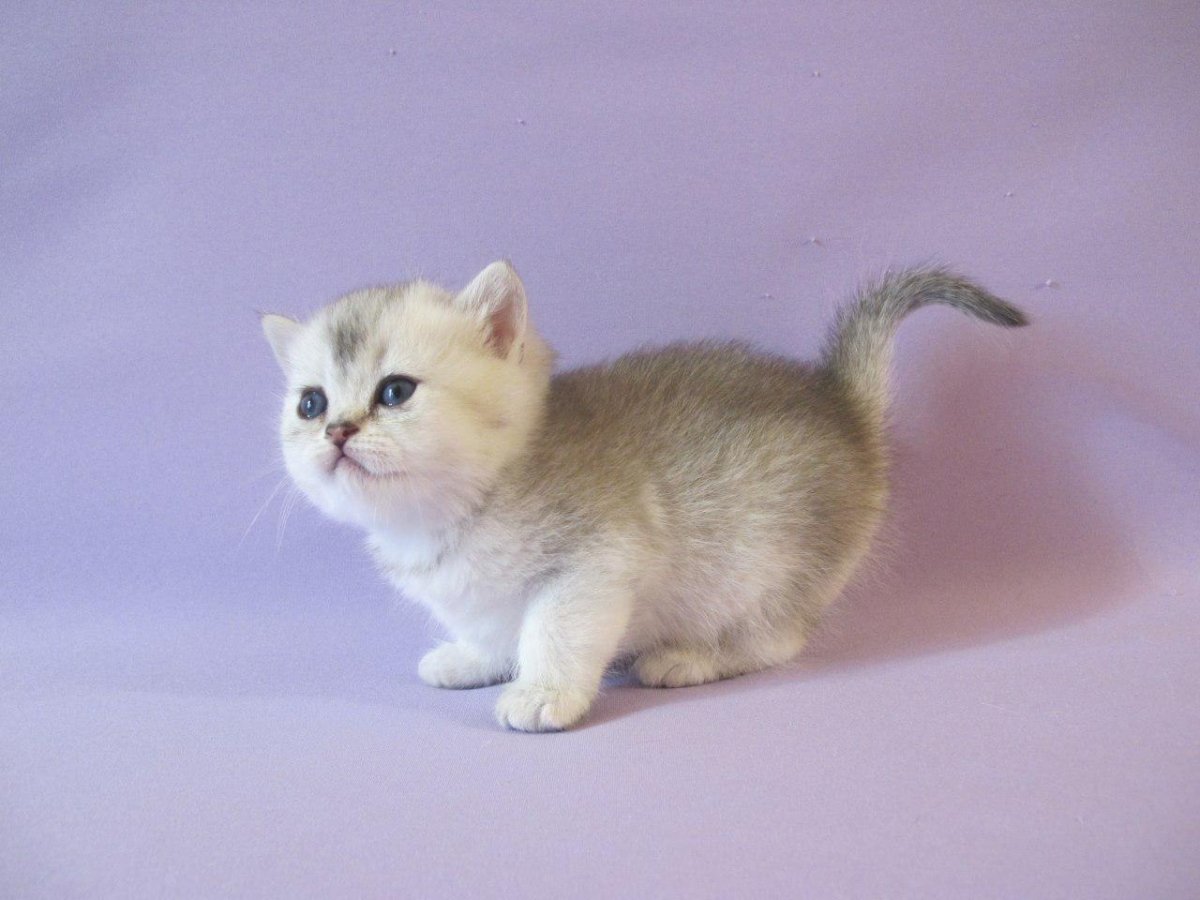 Золотой затушеванный британский кот