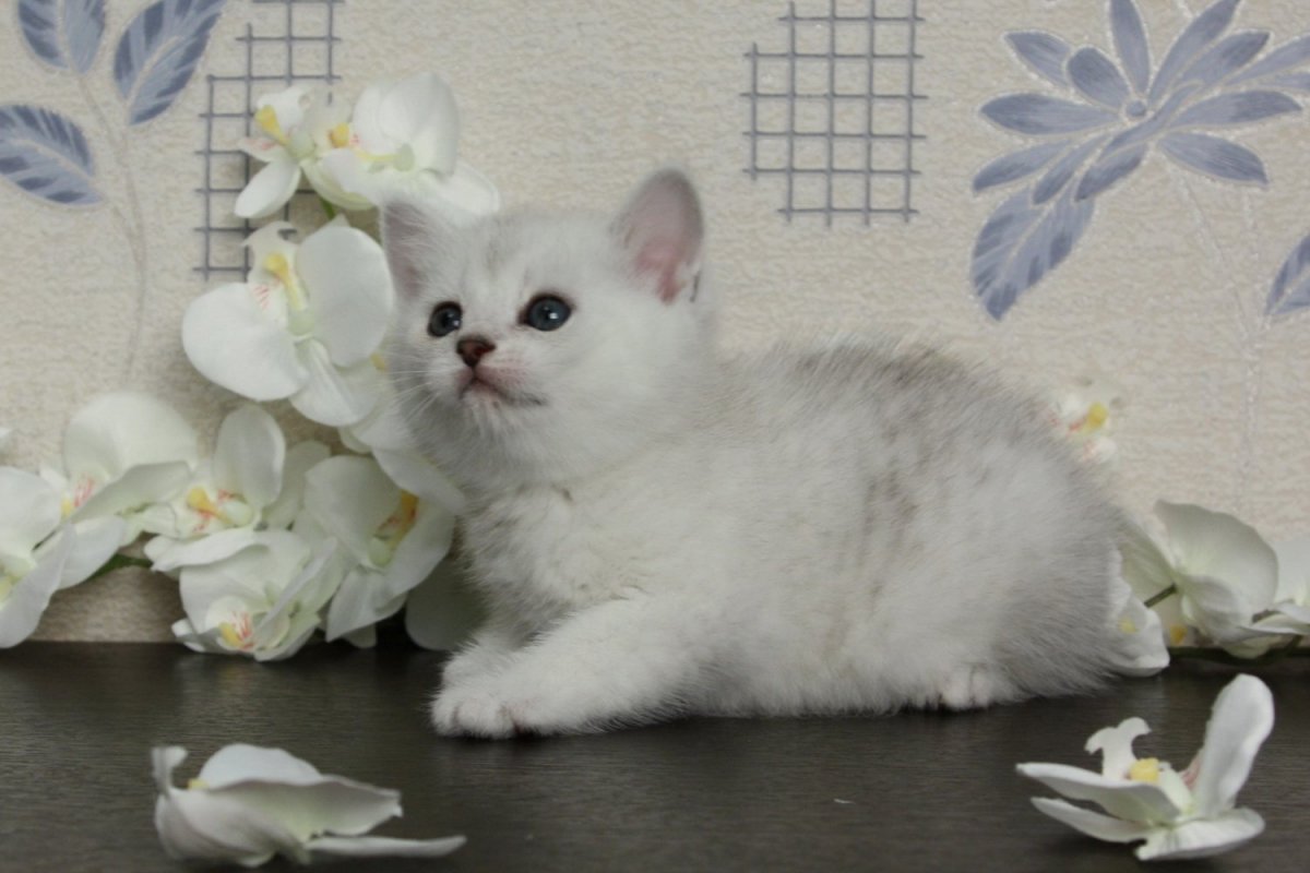 Британская Золотая тикированная