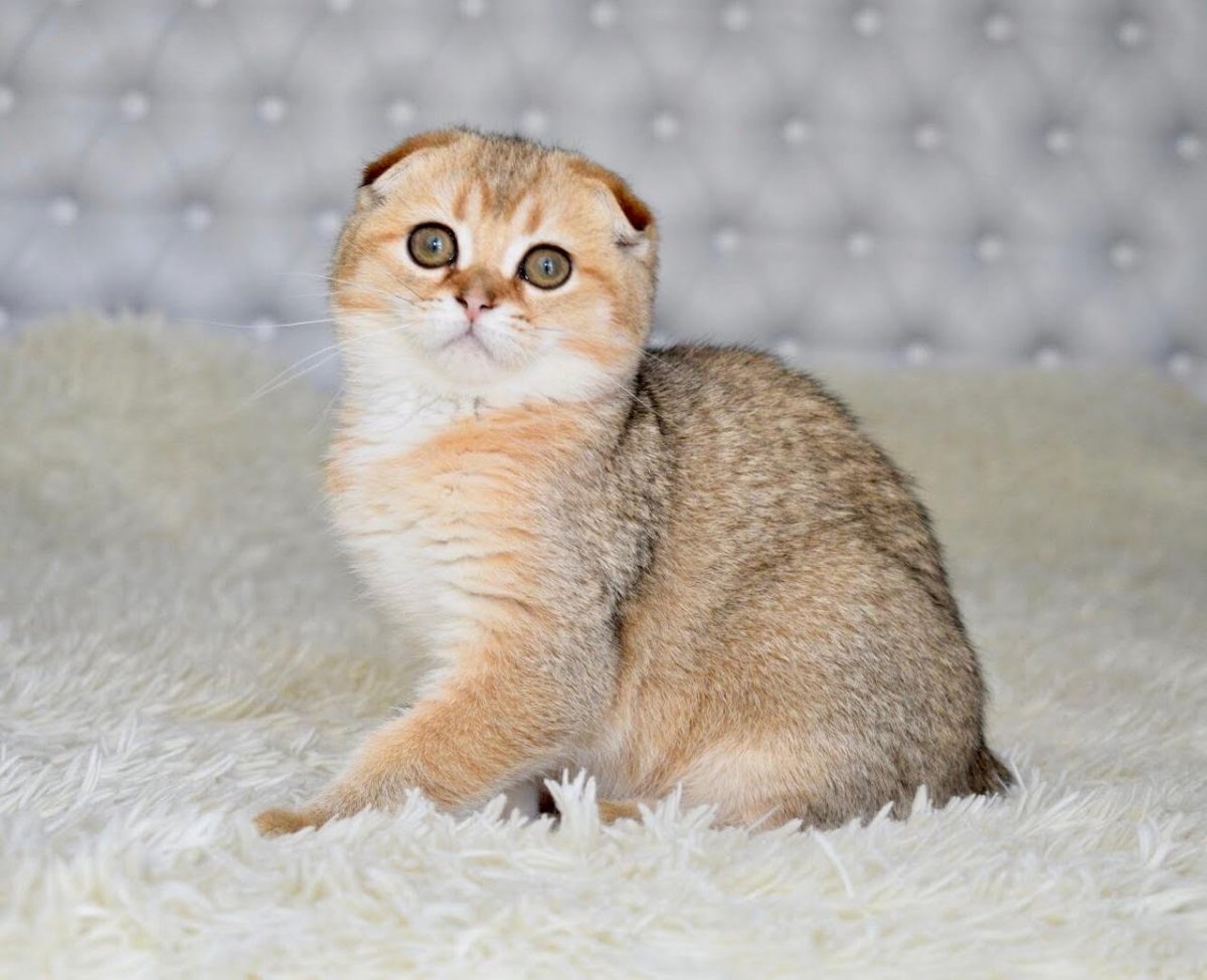 Золотой тикированный британец котенок