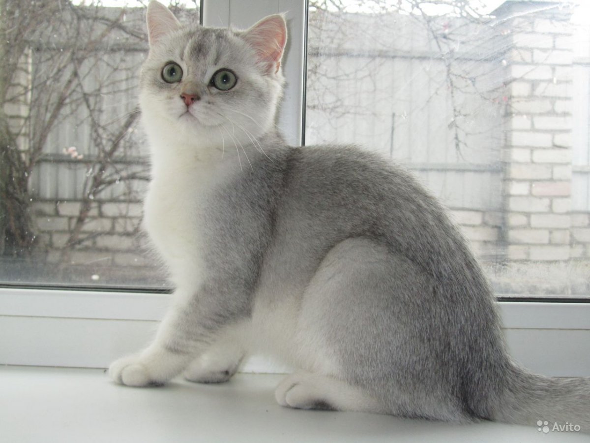 Серебряный шиншилла тикированный британец