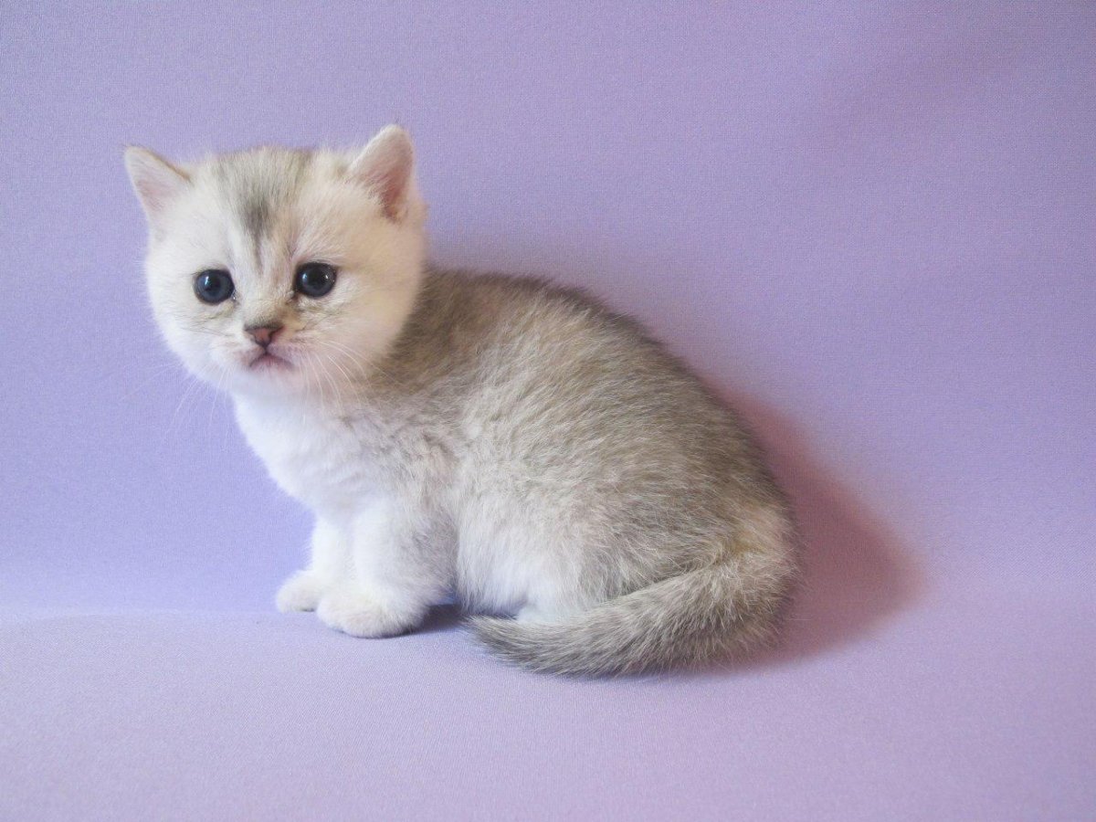 Британская тикированная шиншилла