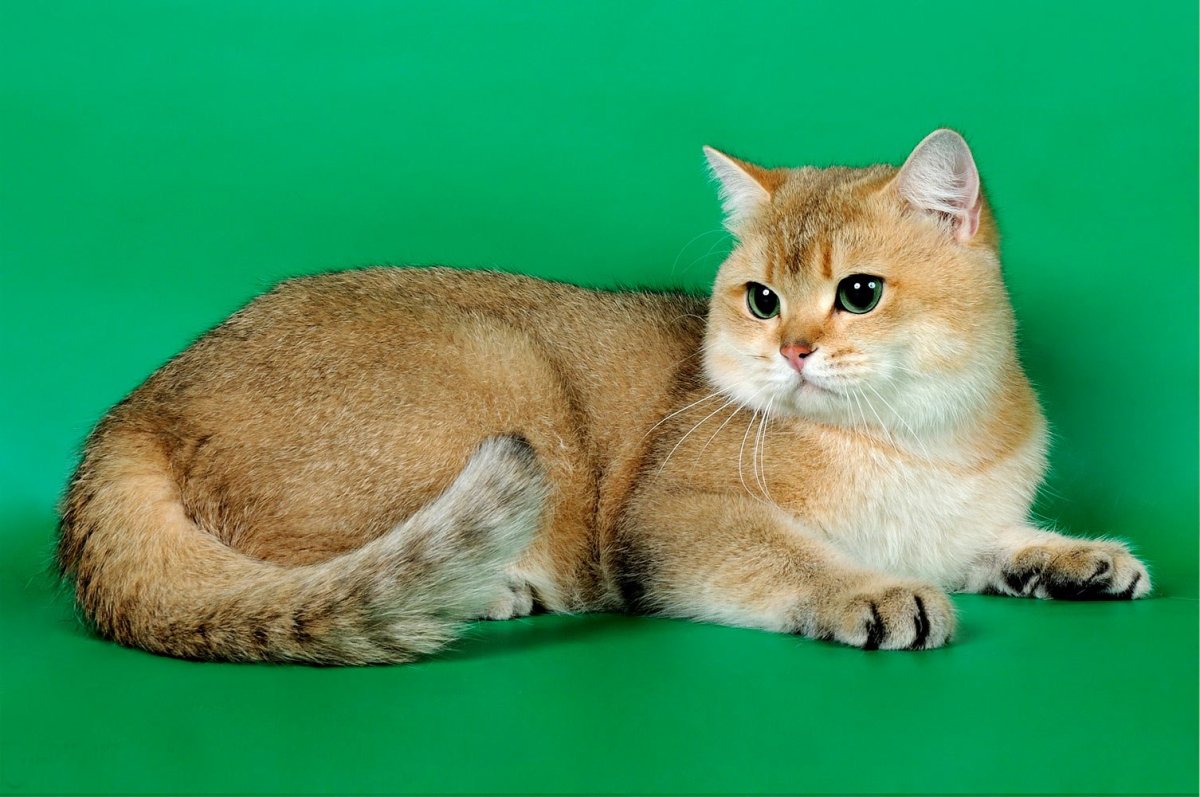 Котята тикированная серебристая шиншилла