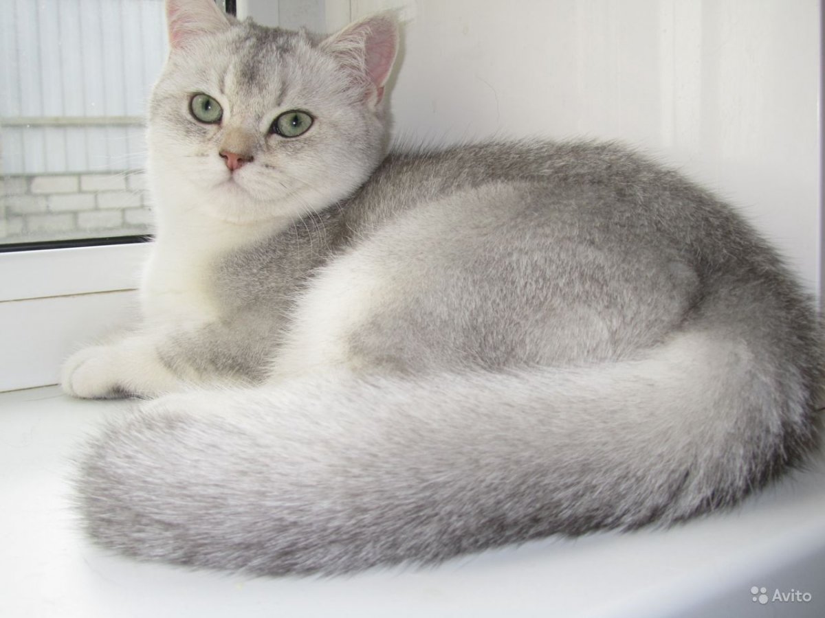 Мраморная Золотая шиншилла котята