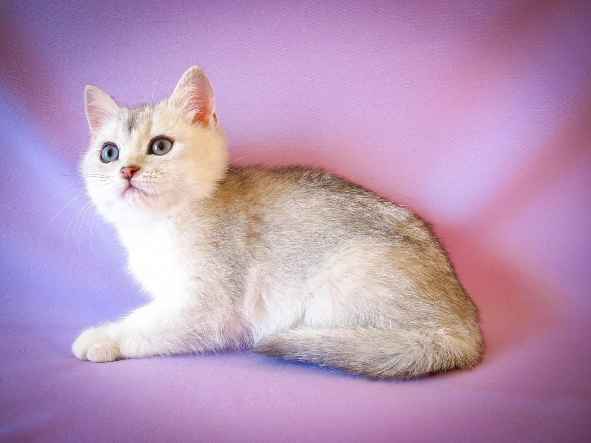 Тикированная шиншилла серебристая