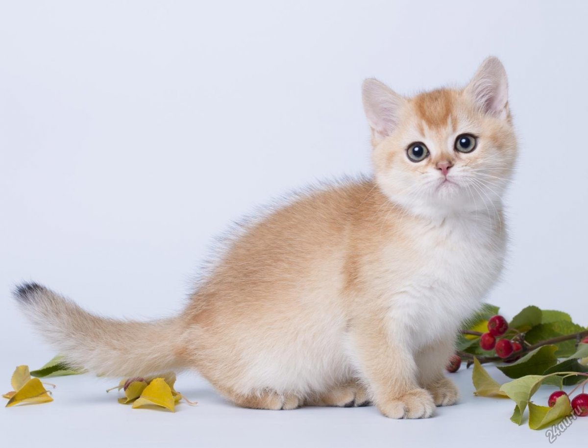 Серебристая тикированная шиншилла Шотландская