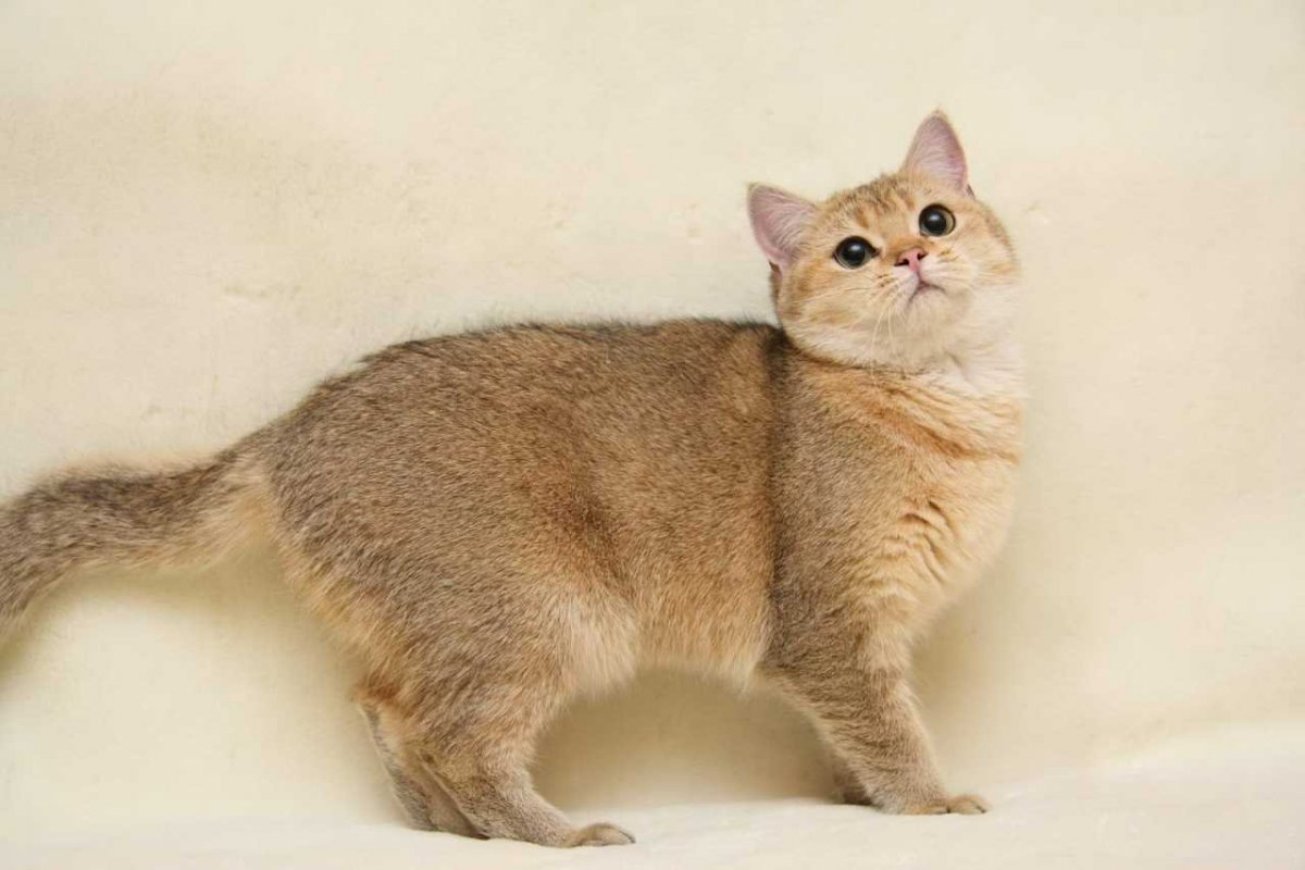 Золотая шиншилла табби