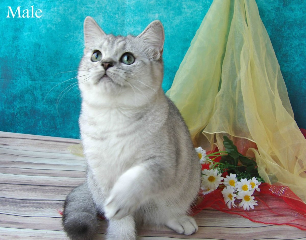 Шотландская серебристая шиншилла