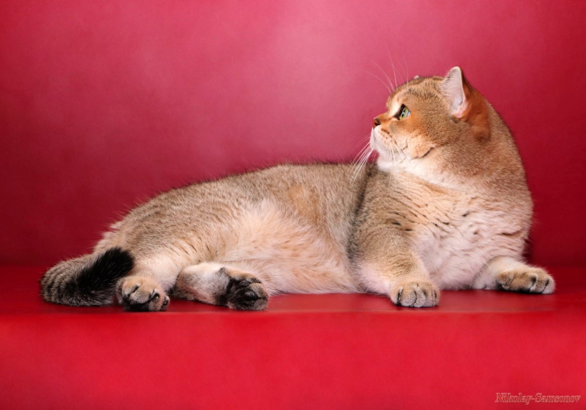 Шотландская тикированная шиншилла на золоте