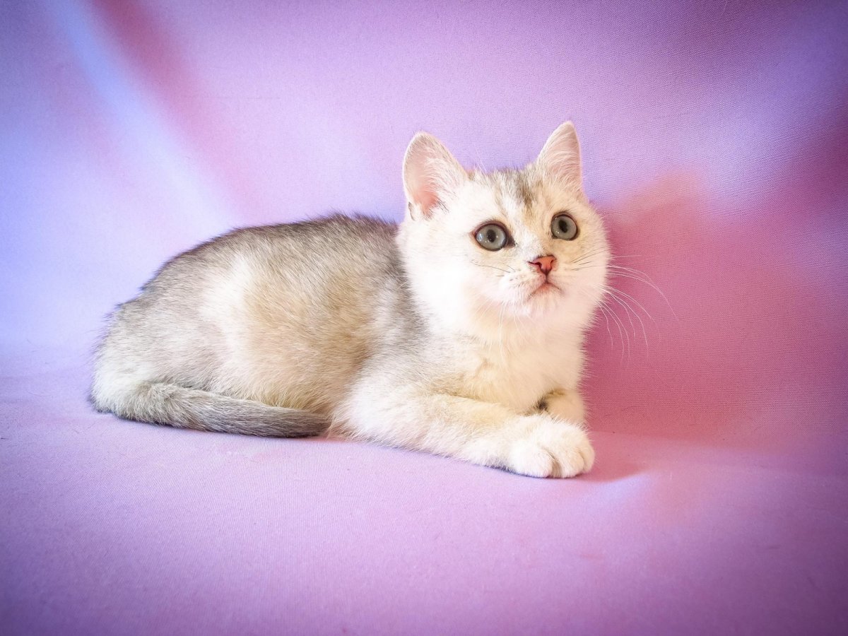 Серебристая тикированная шиншилла Шотландская