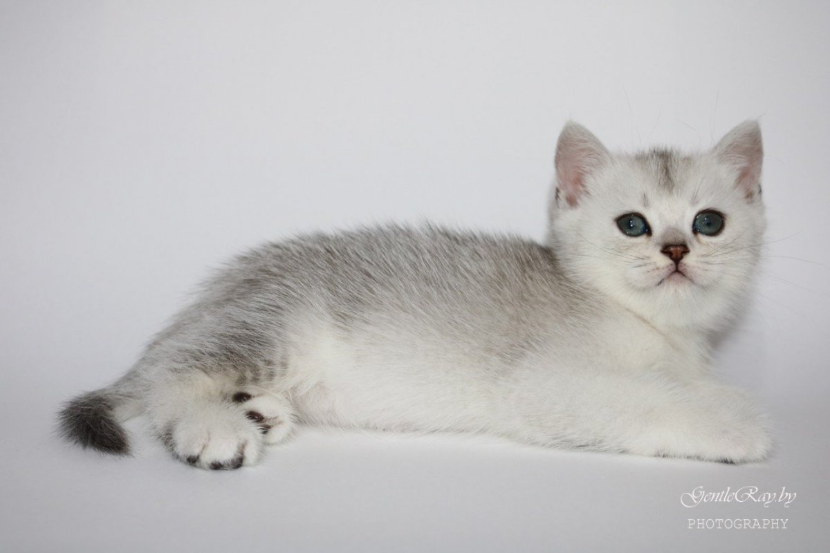 Британская шиншилла серебряный тиккированный