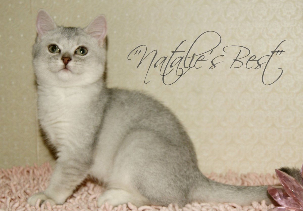 Британская шиншилла ny25