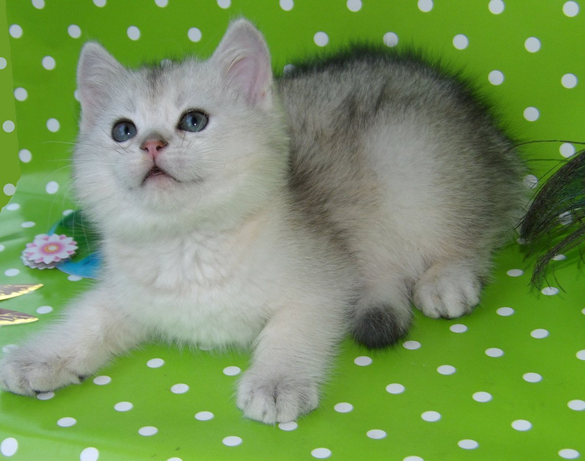 Шотландская шиншилла серебристая NS 11