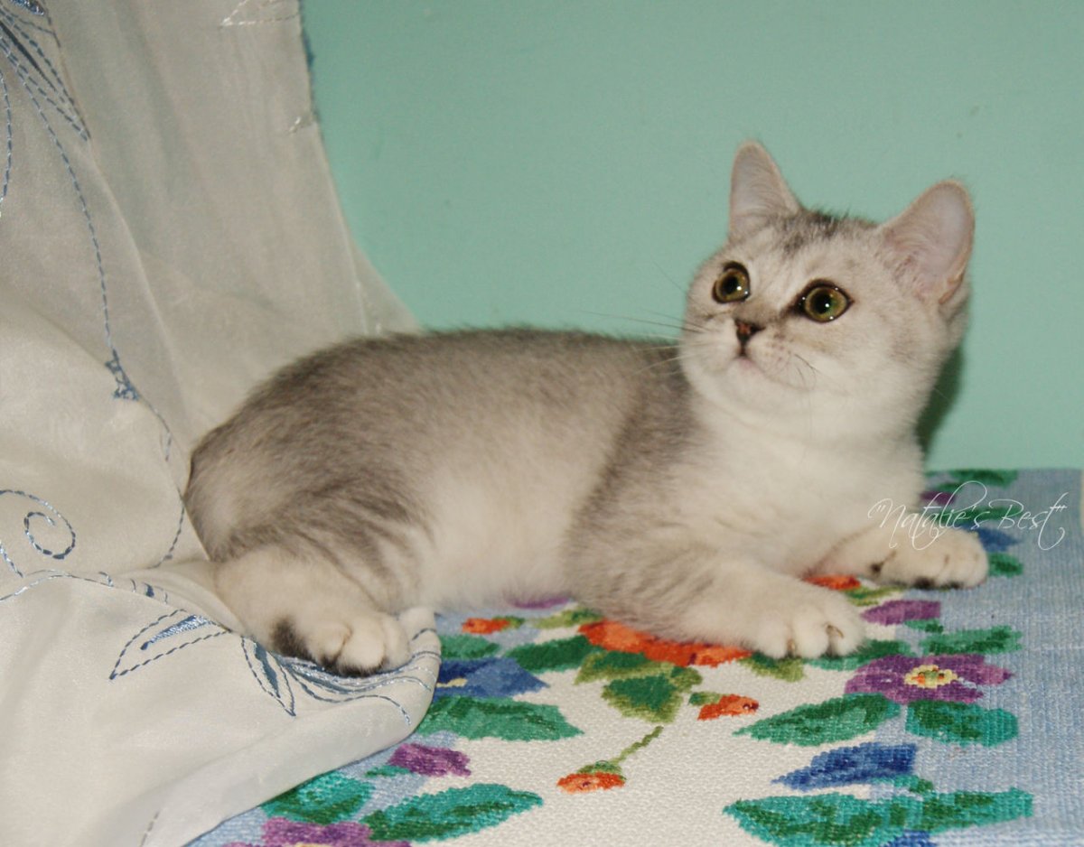 Шиншилла кот серебристый полоски бурундук