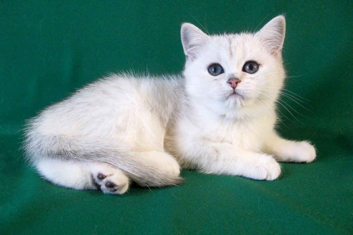 Британская тикированная шиншилла