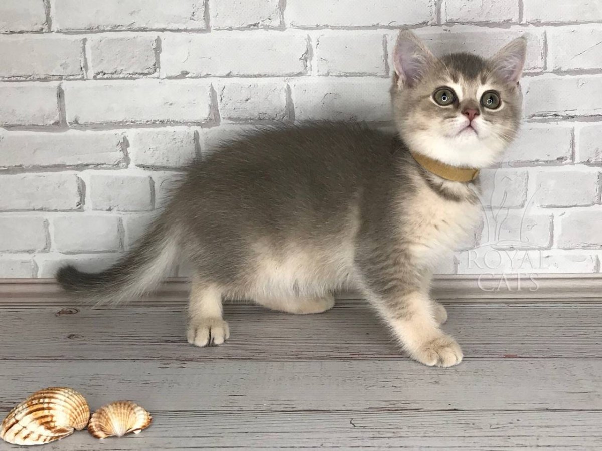 Тикированная шиншилла серебристая