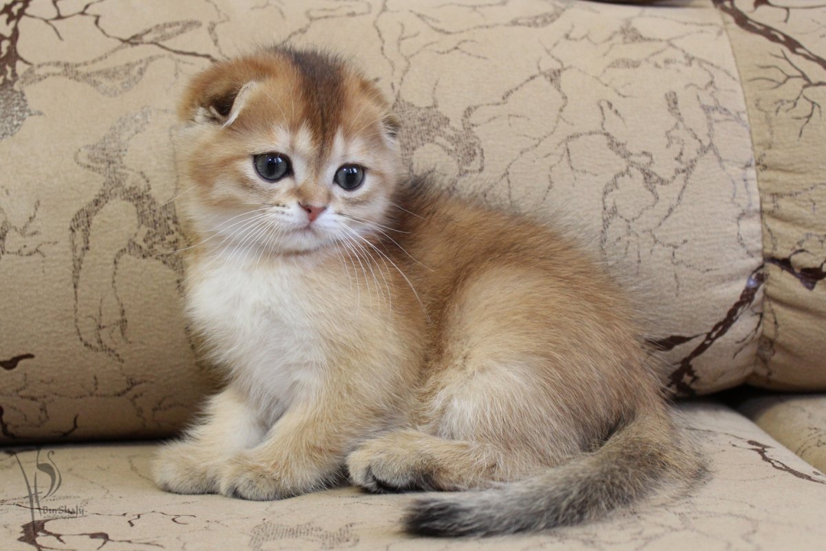 Британская шиншилла