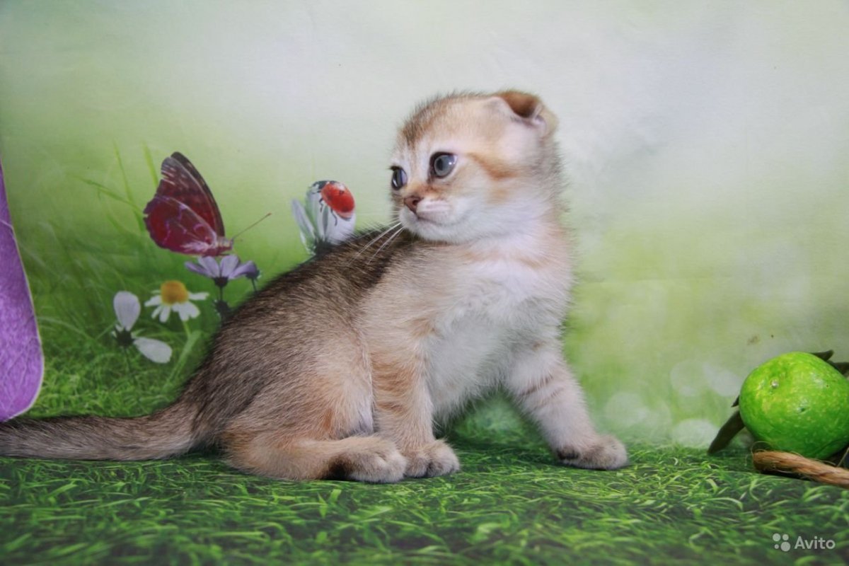 Шотландская Золотая шиншилла