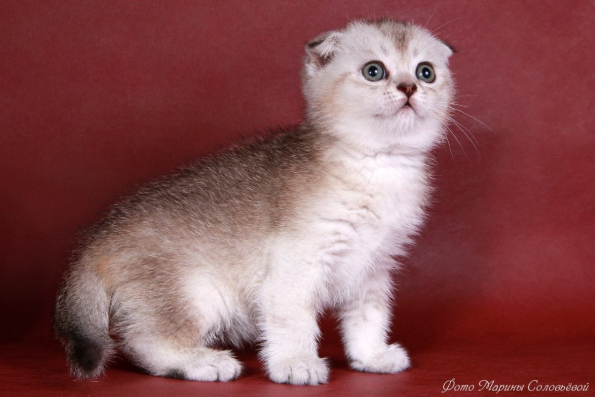 Шиншилла вуалевая серебристая