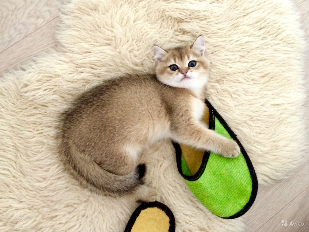 Голубая тикированная шиншилла