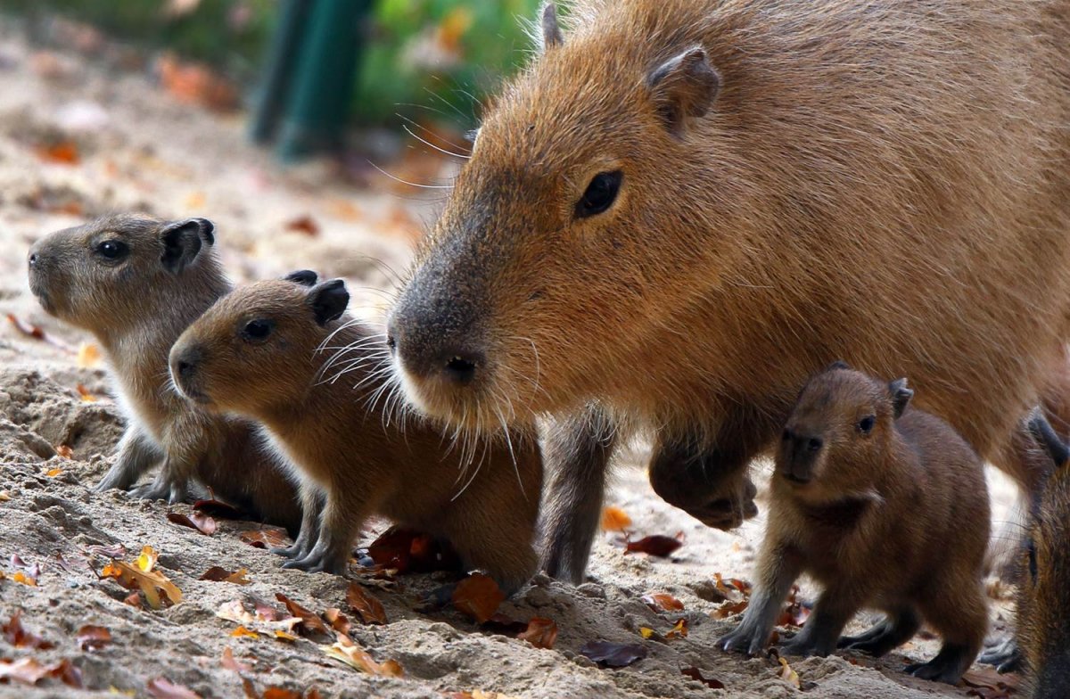 Капибара ареал