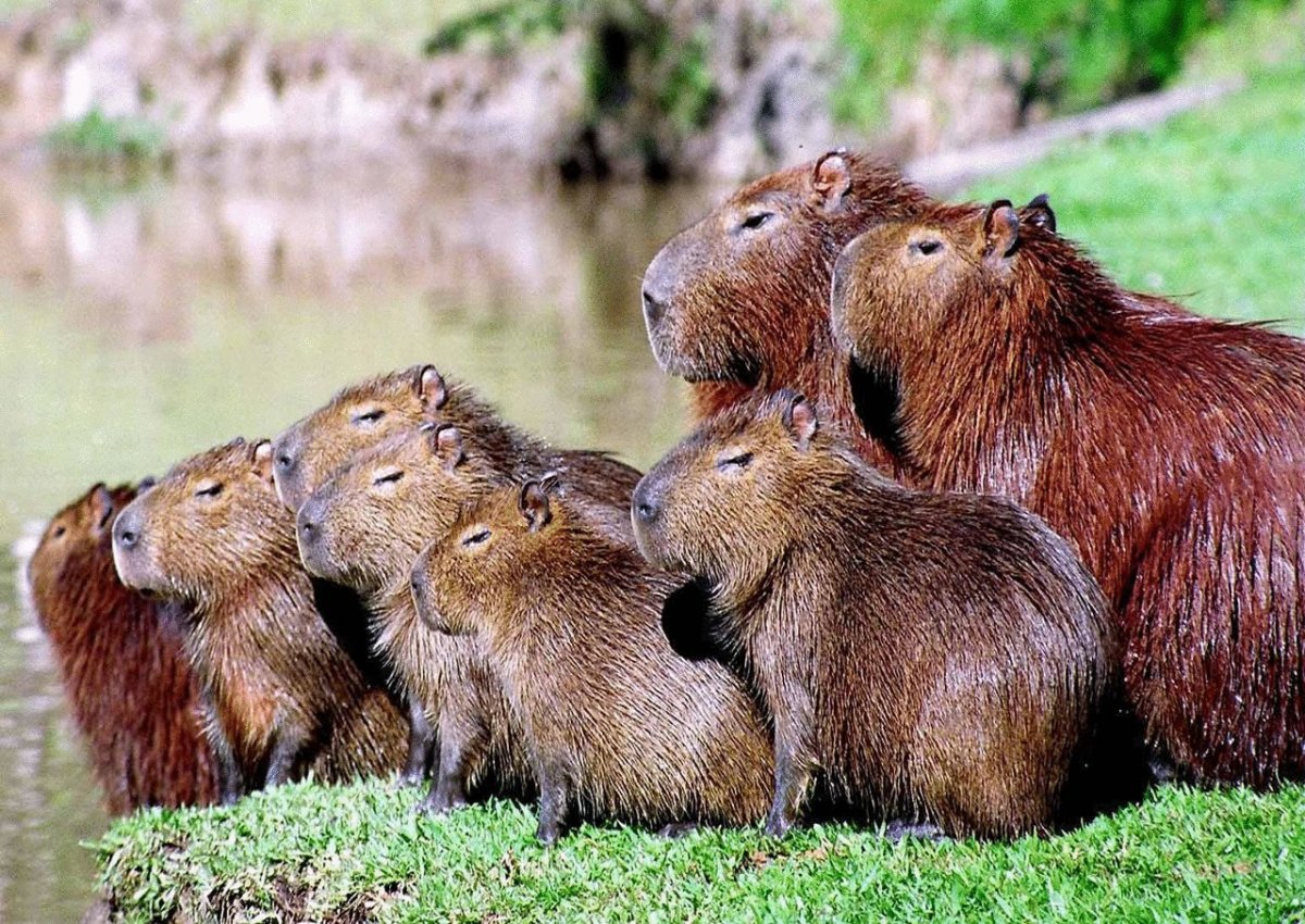 Капибара и Бобр