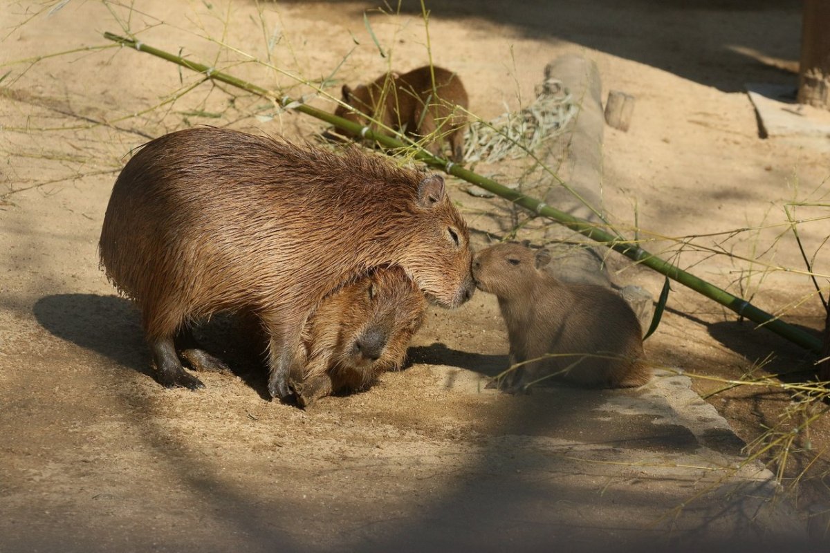 Семья капибар