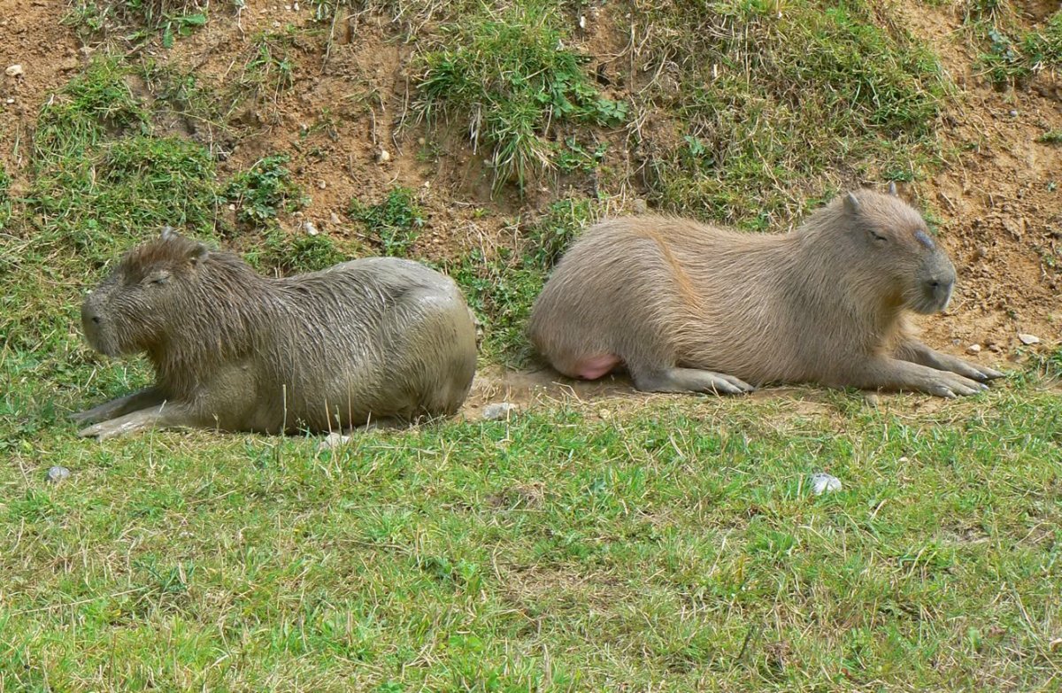 Сельва капибара