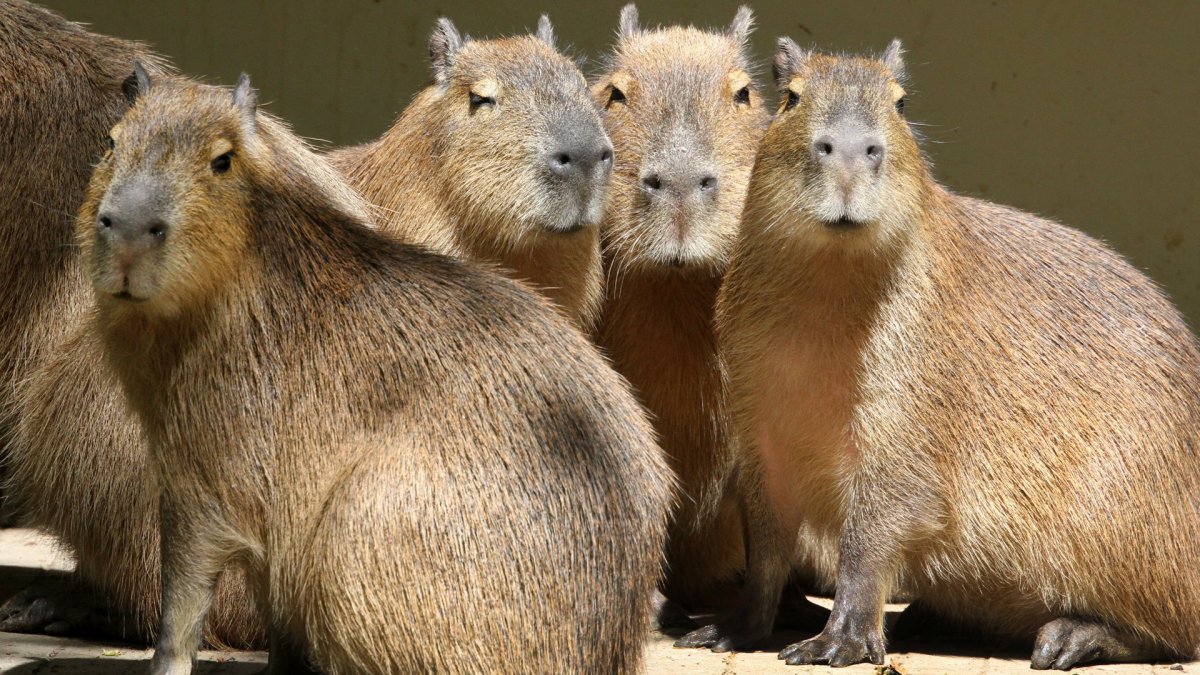 Капибара детеныш