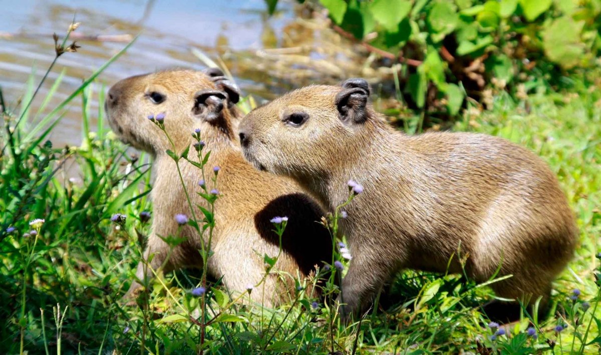 Капибара детеныш