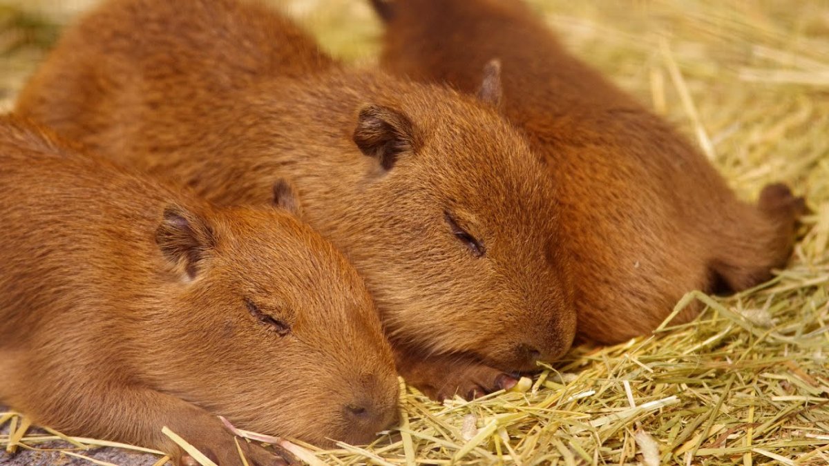 Вомбат и капибара