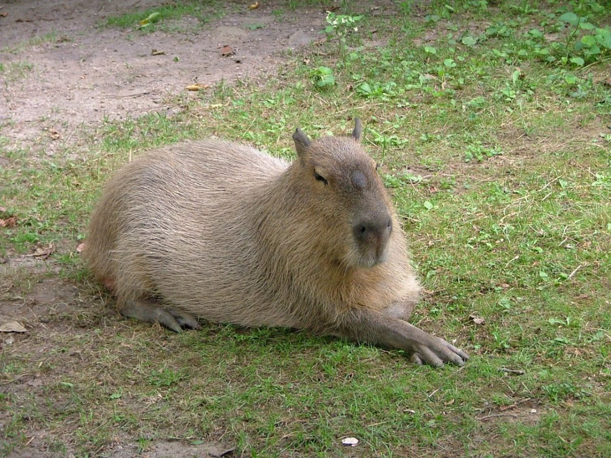 Капибара и морская Свинка