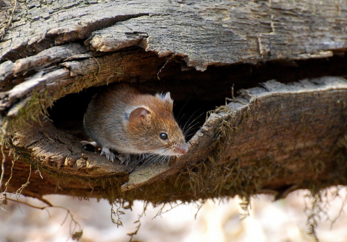 Камышовая мышь