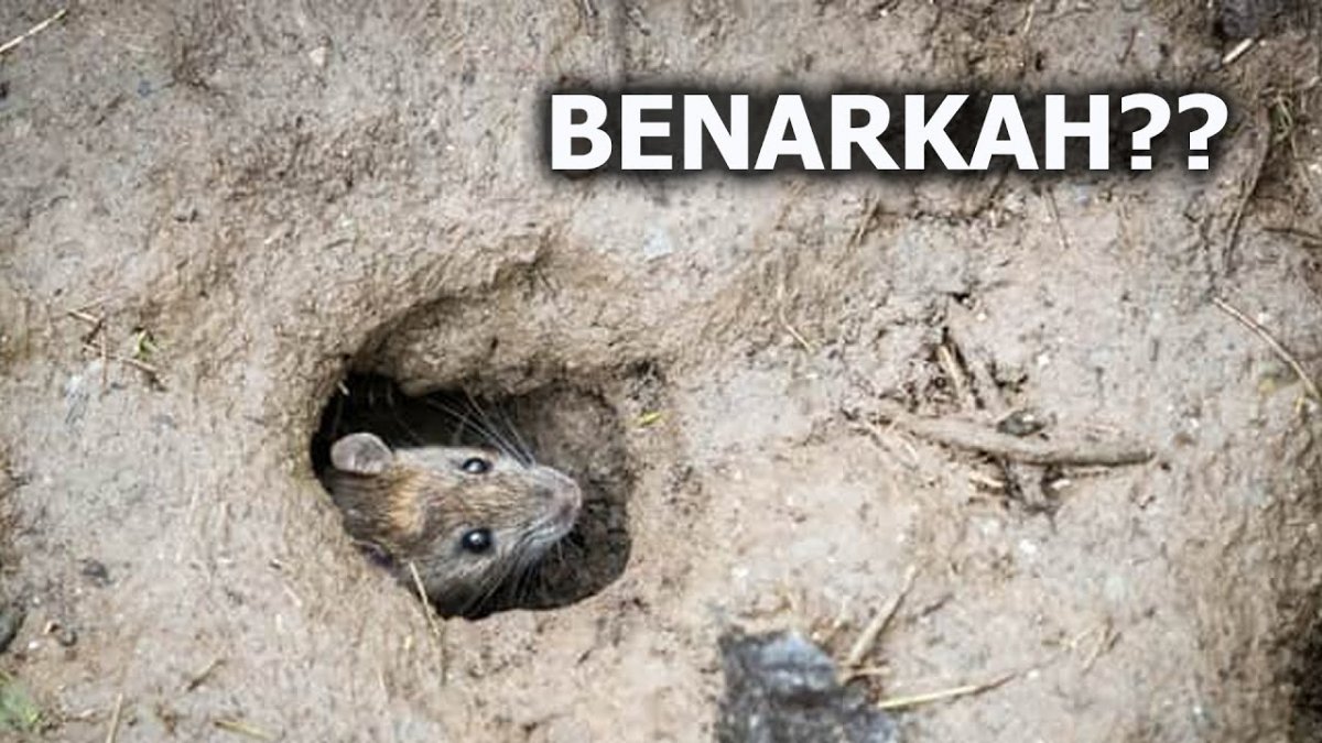 Грызуны степи