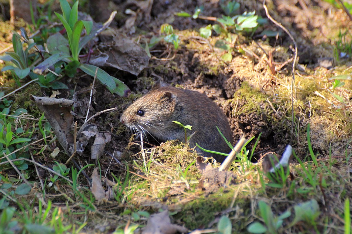 Грызуны альпийских лугов сурки