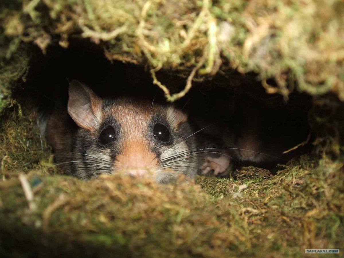 Лесная Соня (dryomys nitedula) лапки