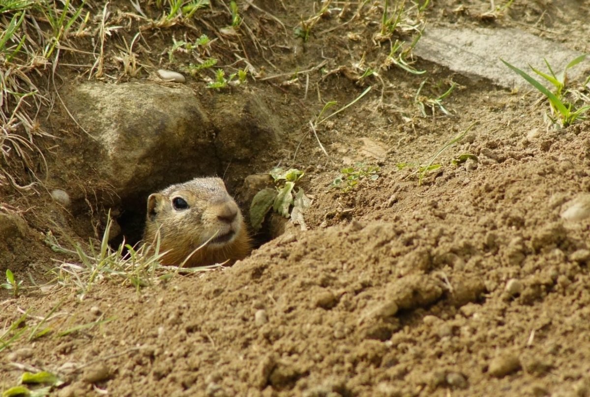 Жилище мышки