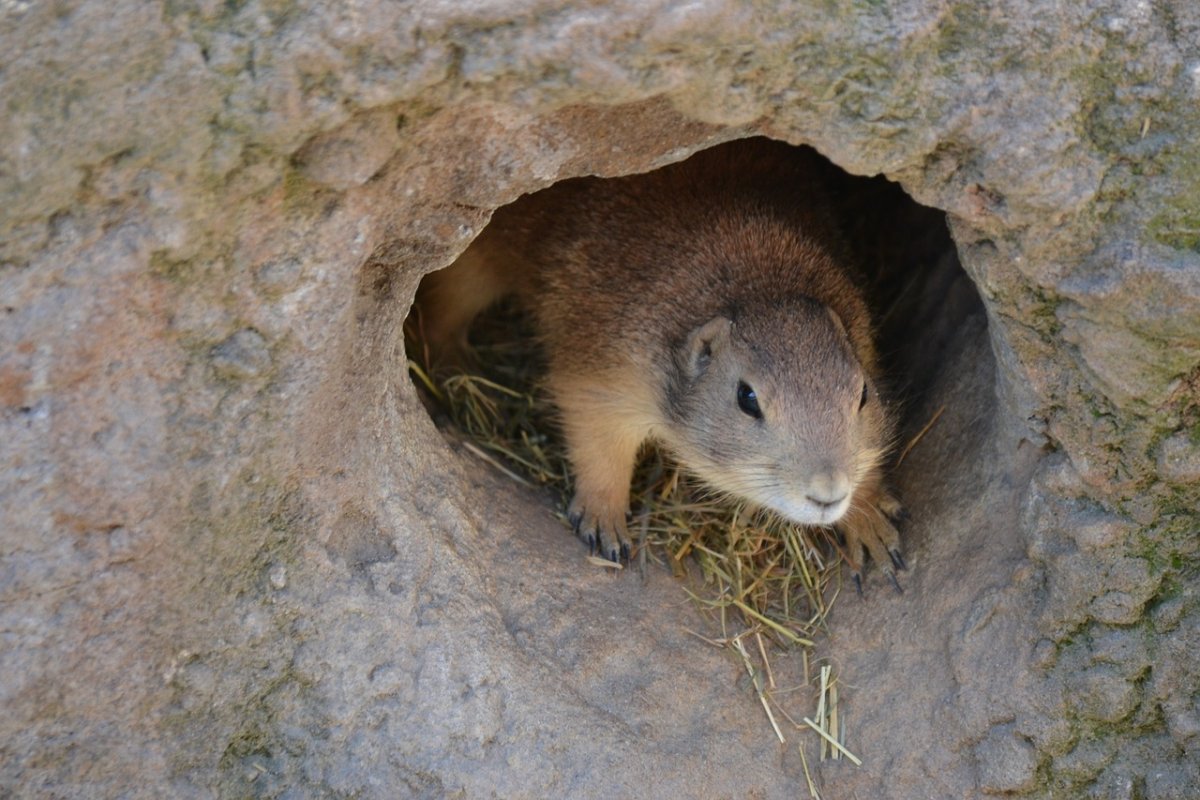 Домик мыши полевки