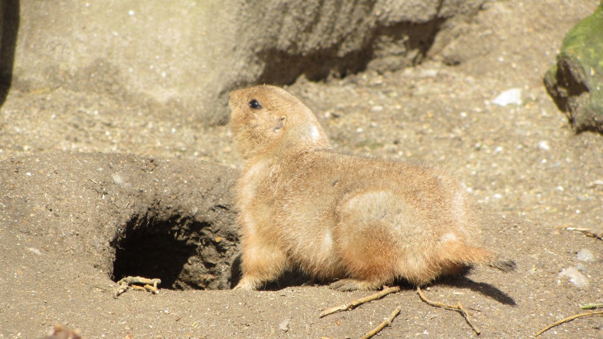 Суслики в дикой природе