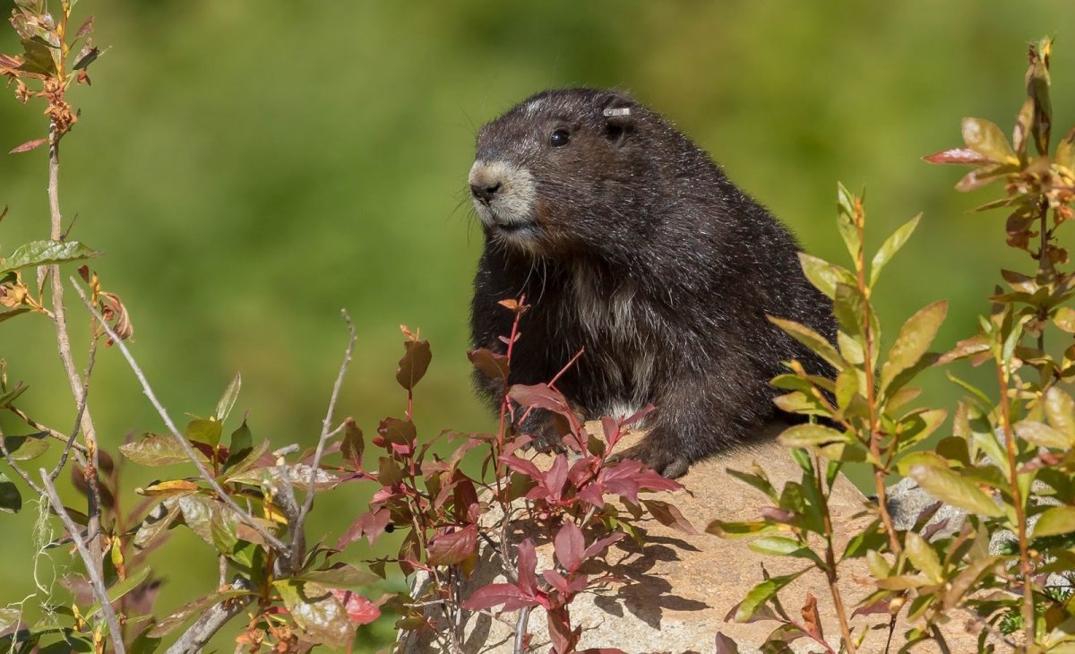 Норка в земле