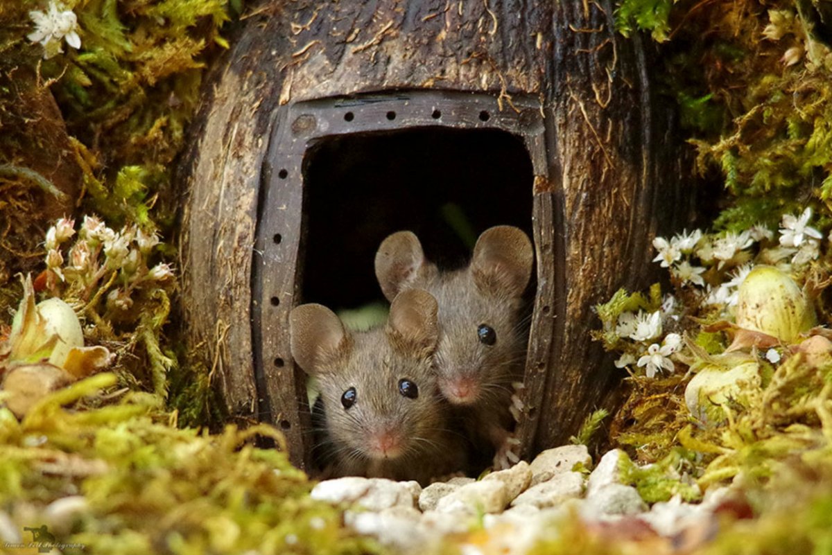 Детеныш полевки