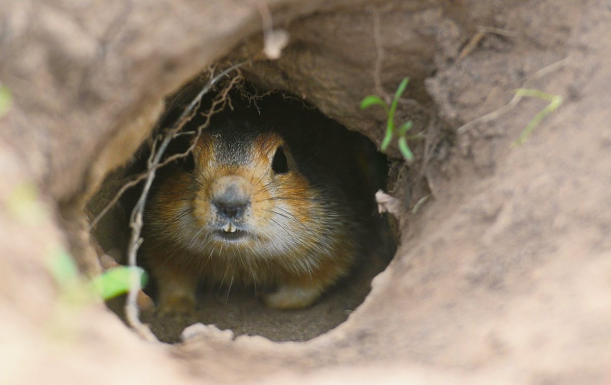 Нора мыши полевки
