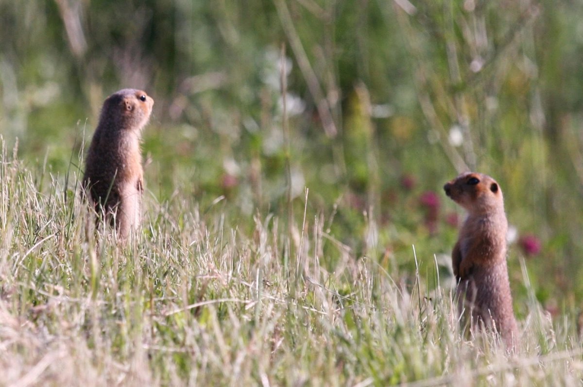 Пищуха Степная сурок