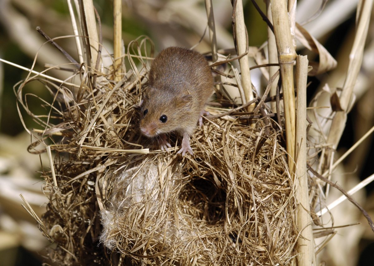 Степная Луговая собачка