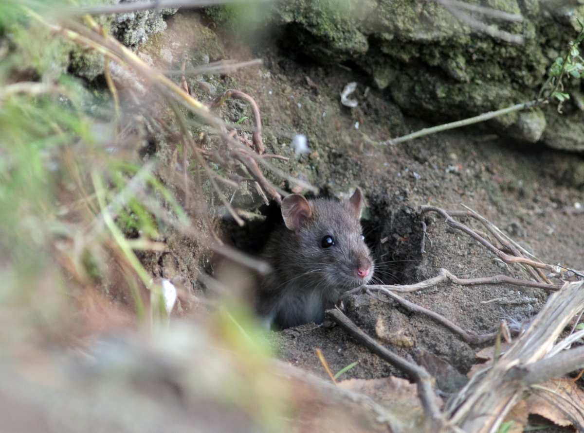 Мышь полевка норки