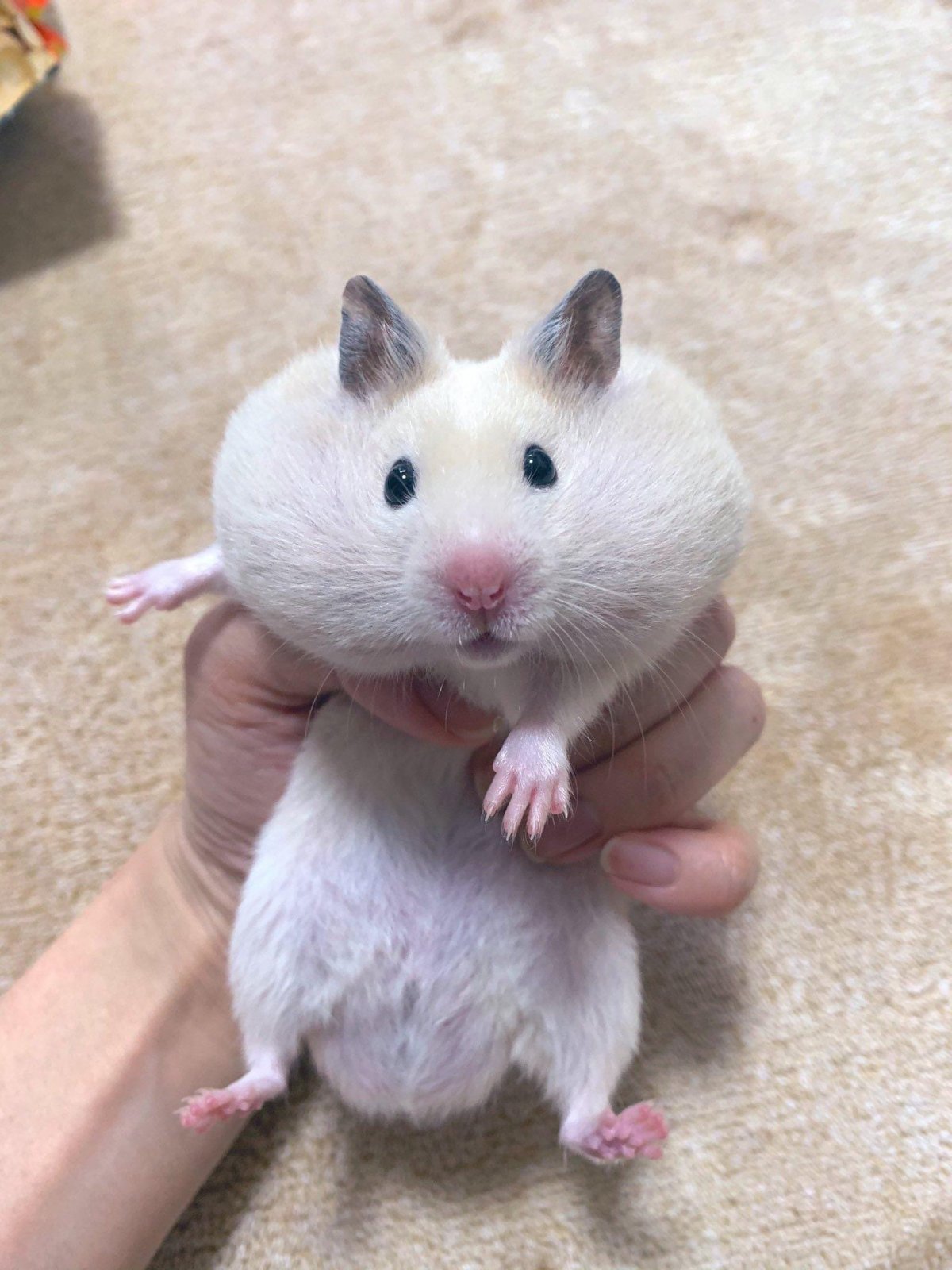 Гибриды хомяков