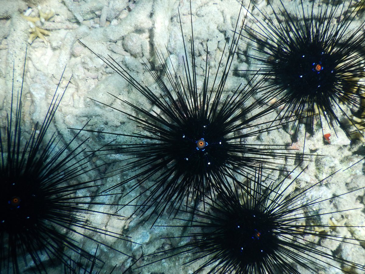 Морские Ежи индийского океана