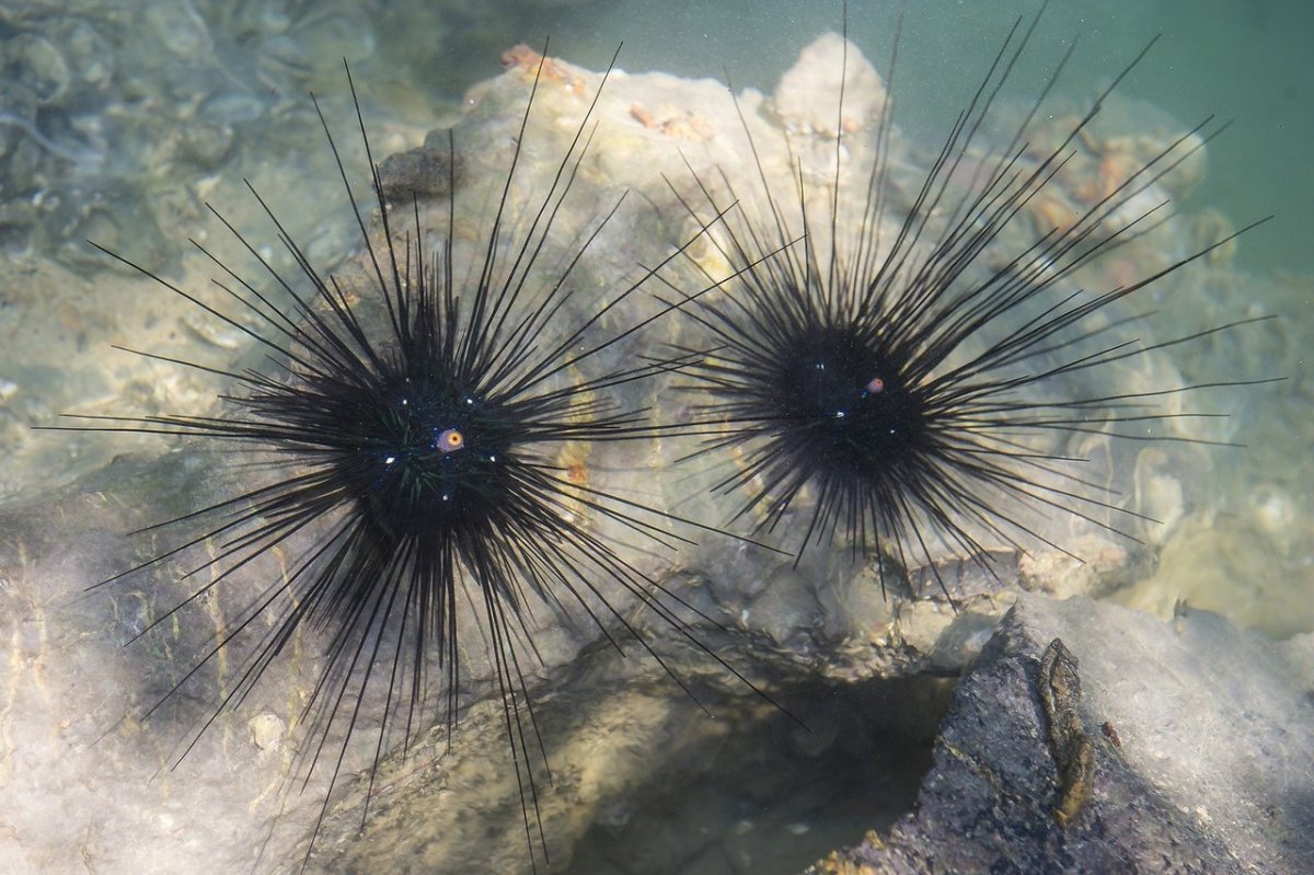 Артефакт морской ёж