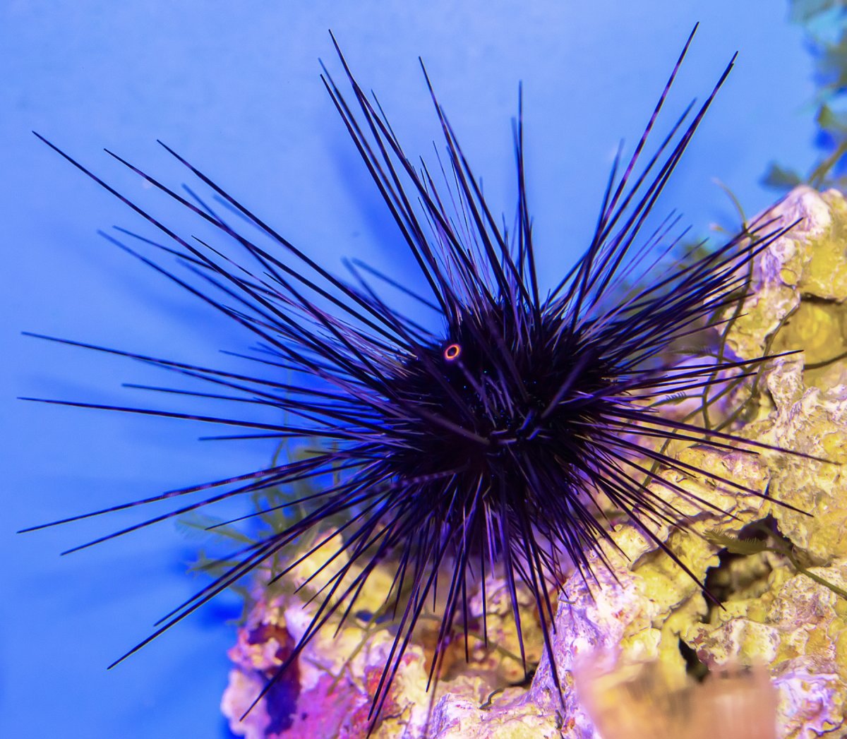 Морские Ежи Приморского края