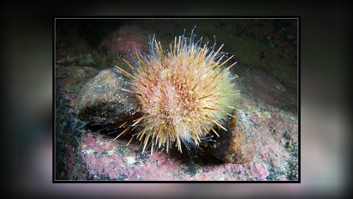 Морской еж (Strongylocentrotus franciscanus)